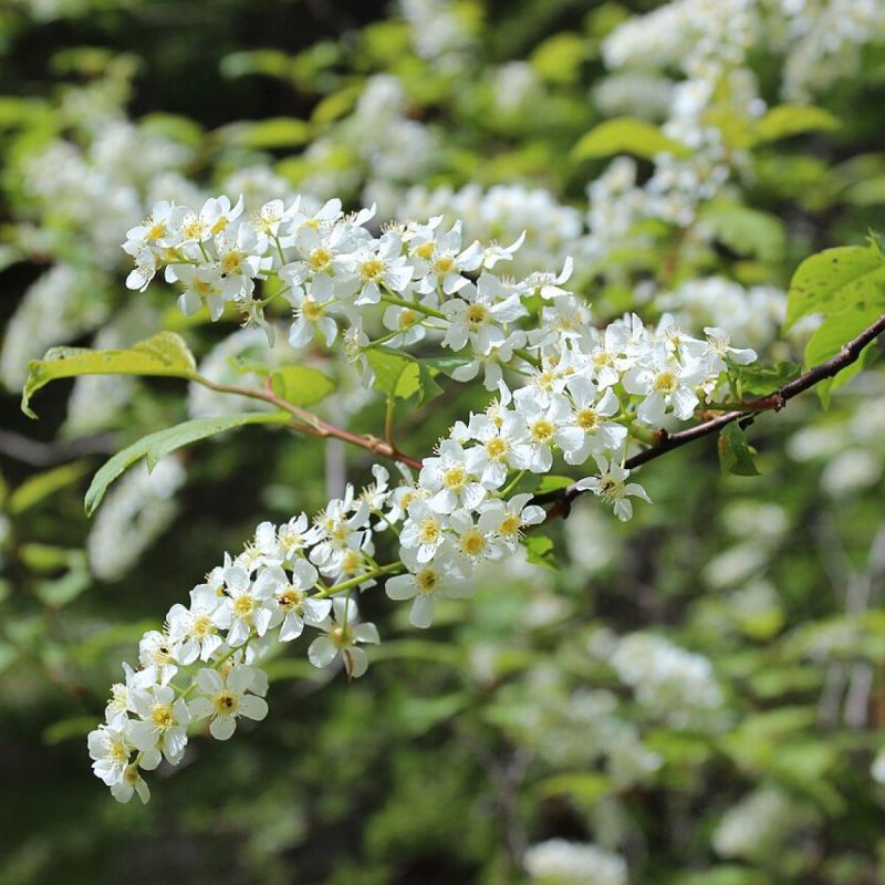 Черемуха: Ядовитая или Целебная? Узнайте Все О Ее Прекрасных Свойствах