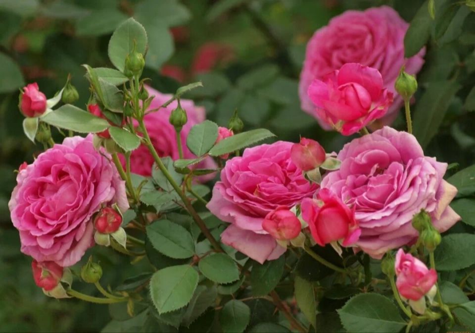 ��� ��������� ����������� ���� � ����: ������ � ������������