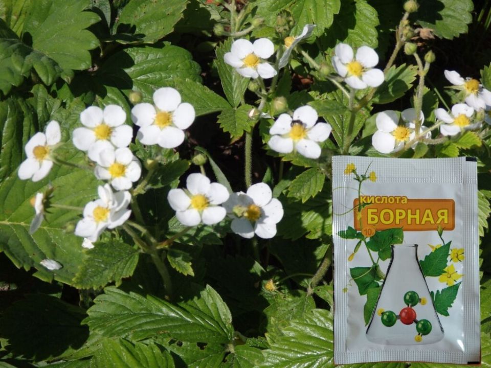 ������ ������� � ���� � �������: ������� � ����� ���������