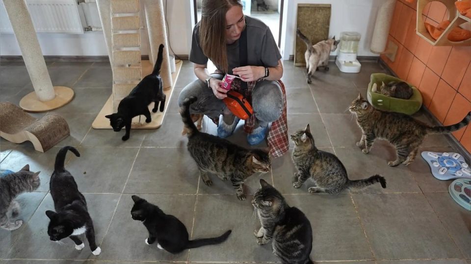 ����� ������� ��� �������� ��������: ������������ ��������� ���������� �������� � ���������