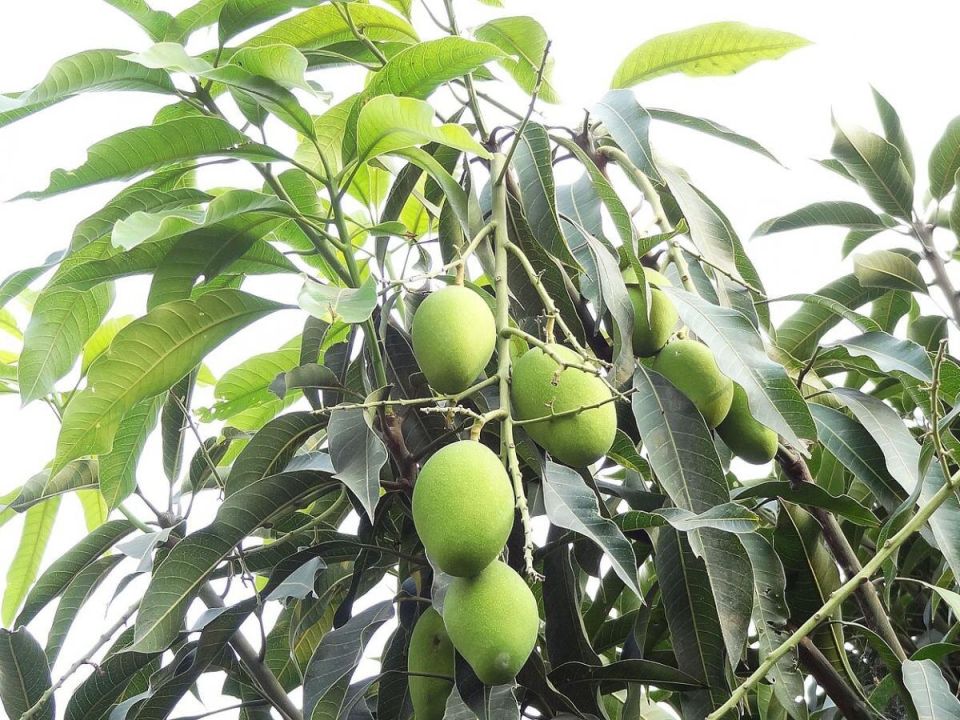 ����� �� �����������: ��� ��������� ����������� �������� � �������� ��������