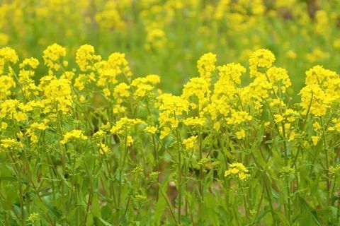 Горчица как сидерат: почему популярный метод может навредить