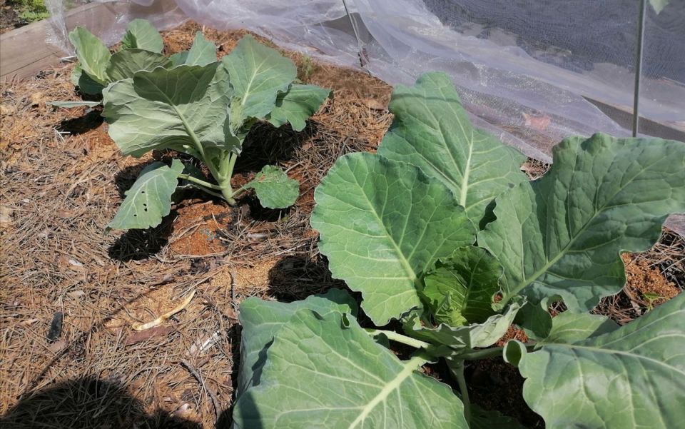 Как защитить капусту от вредителей и предотвратить пожелтение листьев