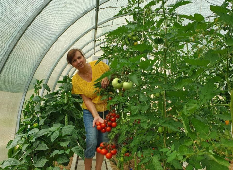 Как помочь томатам: секреты успешного урожая