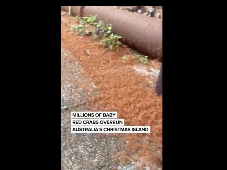 �������� ����-������ ���������� ������������� ������