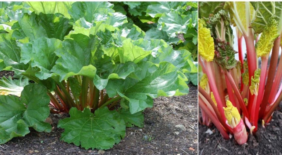 ��� ��������� ������: ������� ����� � ������� �������