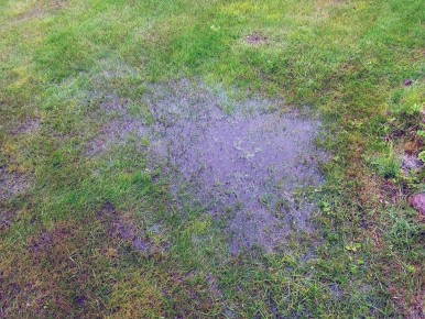 Как справиться с дождливым летом и найти позитив в саду