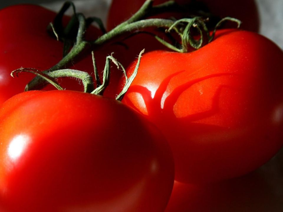Как защитить помидоры от гнили: простые методы борьбы с фитофторозом