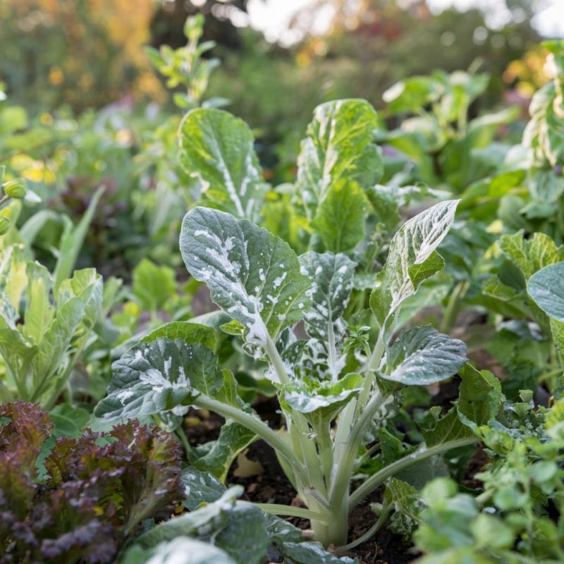 ��� ���������� � ��������� ����� � ��������� ������