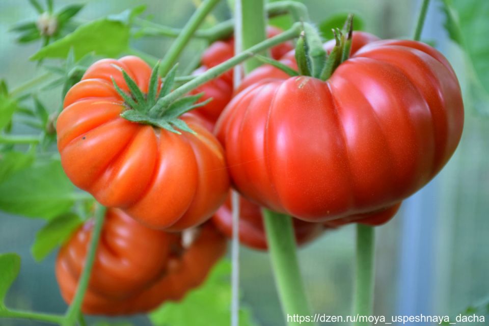 Непревзойденный томат: все причины, почему стоит его вырастить