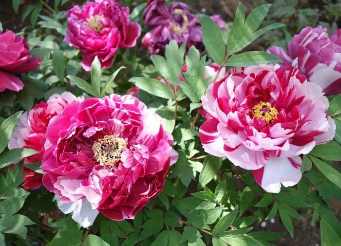 Как правильно подкармливать пионы в июле для яркого цветения