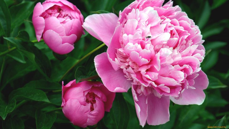 ������ ��������� ������: ��� �������� ���������� �������� � �������� �����