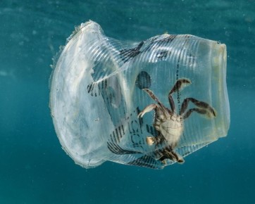 ��� The Ocean Cleanup ������ ������� ���� � ������ � ����������� ������������