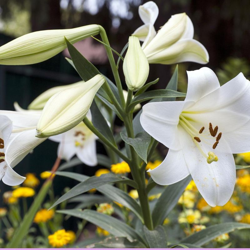 Как добиться великолепного цветения лилий после пересадки: ключевые советы