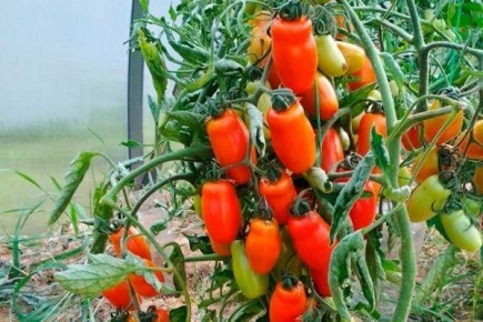 ����� ��������: ��� ����������� ����������� �����