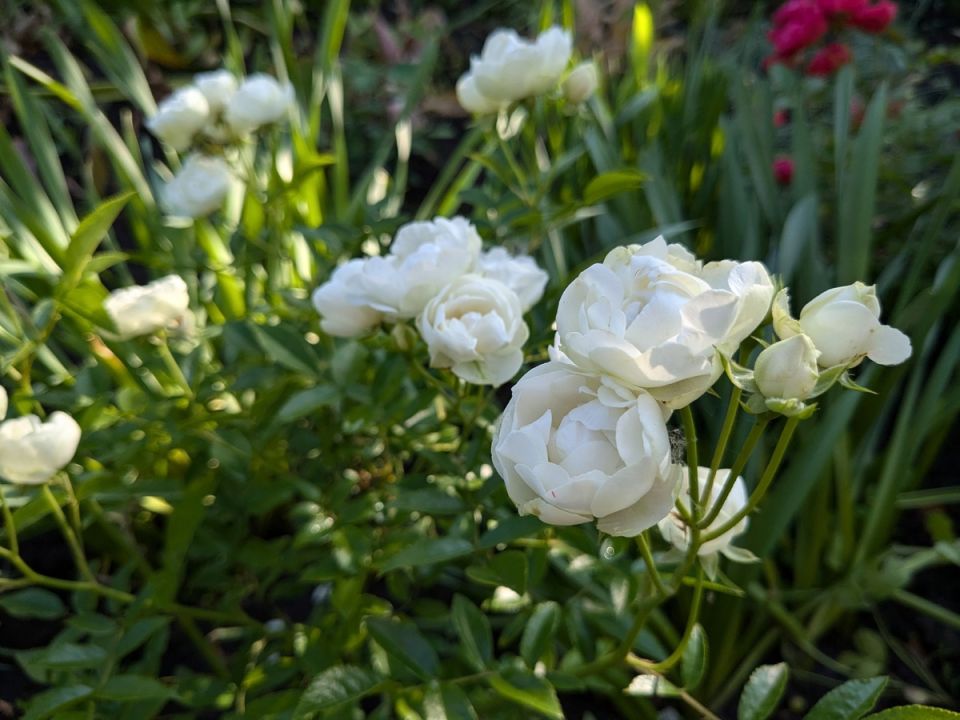 Музыкальный фольклор дачи: Как соседи формируют летний звуковой фон