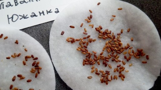 ��� ������ ���������� ������: �������� ������ ��� �����������