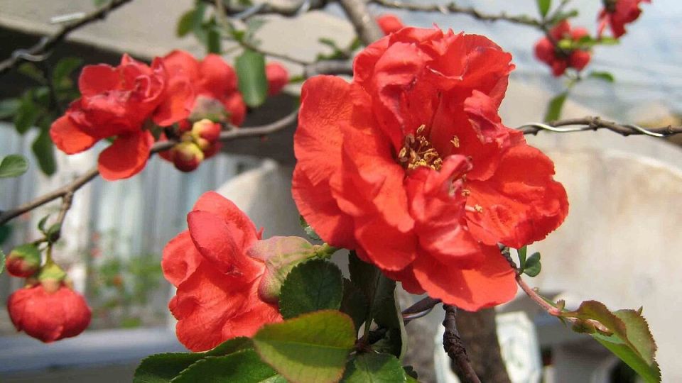 ������� ��������� ����� �� �����������