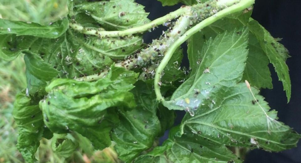 ��� �������� ��� �� ���: ������ ������ �� ����