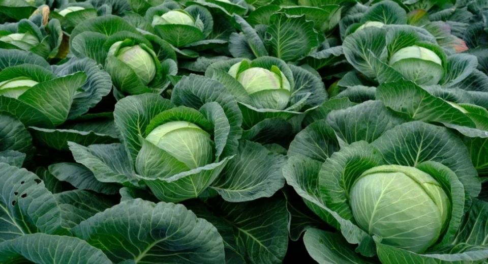 ������ ������ ������� ������� ���������� �������, ��������, ������ � �����������?