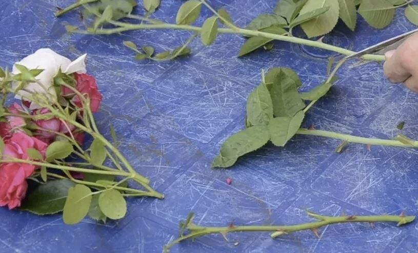 Черенкование роз в конце лета: секреты успешного укоренения