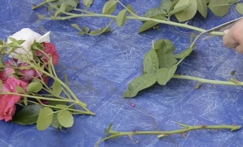 ������������ ��� � ����� ����: ������� ��������� ����������