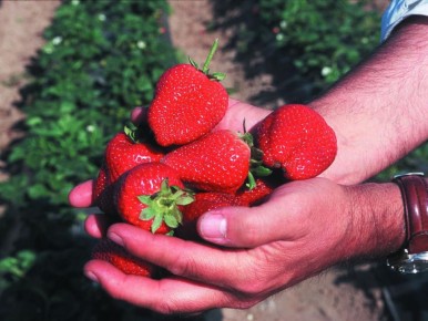 Как восстановить клубнику после зимних морозов