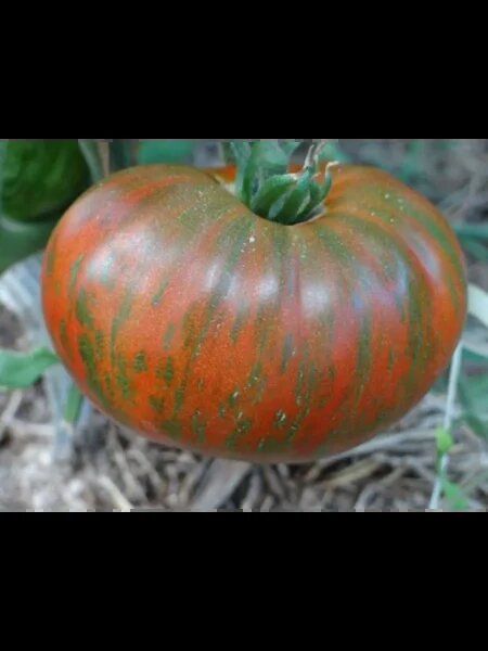 Томат Ярсон 20: секреты успешного роста и великолепного вкуса