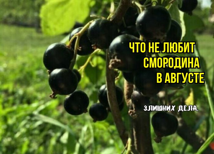 Как понять смородину в августе: простые выводы о сохранении урожая и здоровья куста