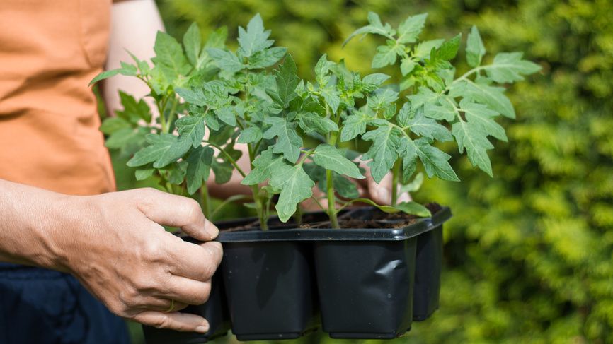 Оказалось, что апрельский посев томатов упрощает жизнь садовода и приносит стабильный урожай