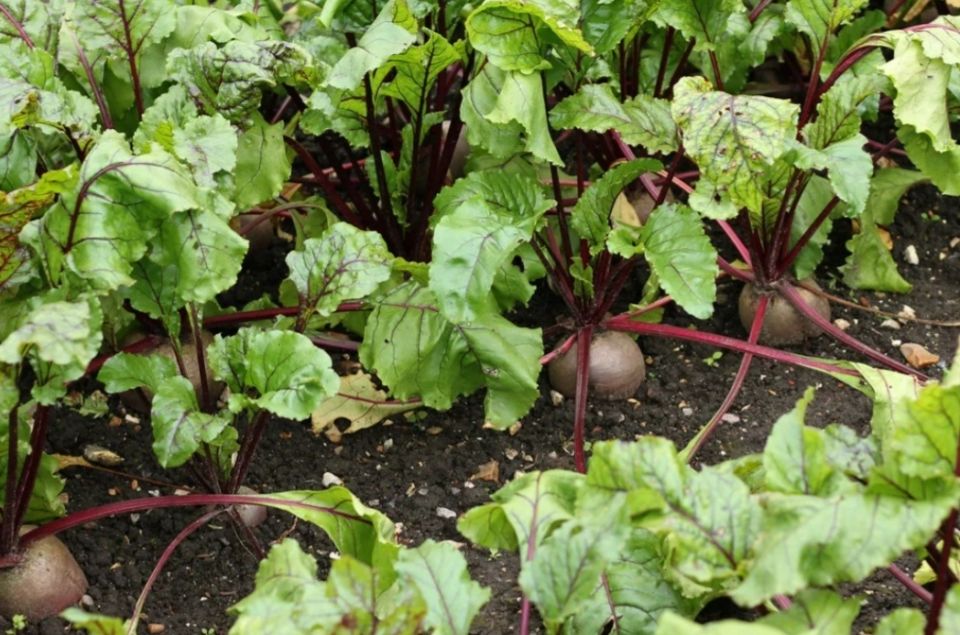 ������� ��������� ������ ������: ��������� � ������ ������