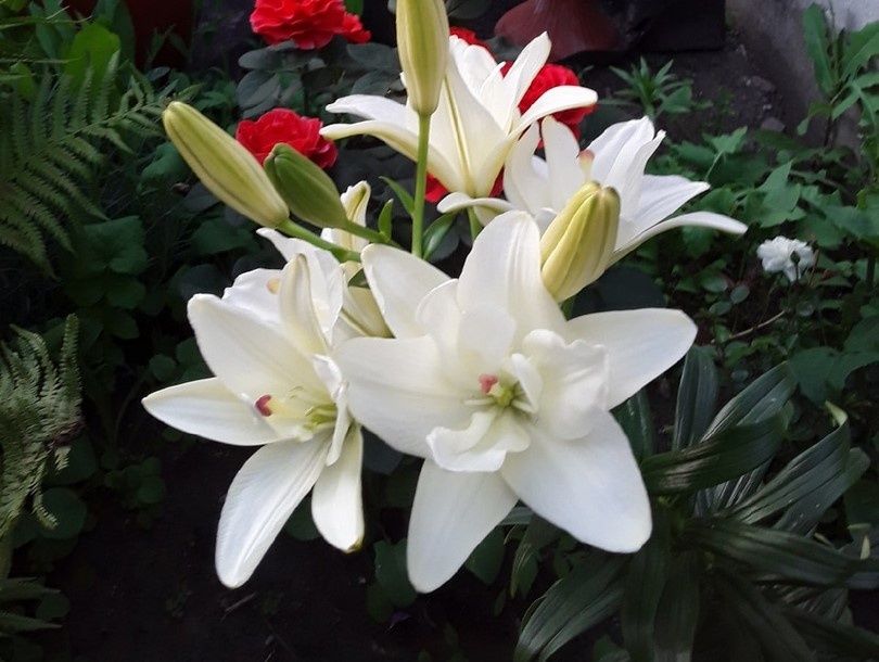 белые лилии: цветочные искушения для вашего сада