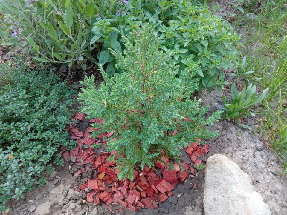 ������ ������������ '�������' � ��������� ����� ��� ����������� �������� �������