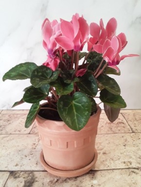 ��������, ������� ������ ��������� �������: ������� ������� ���������