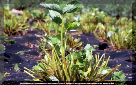 ��� ��������� �� ���������� ��������� ����� ����� ������: ���� �������� �����