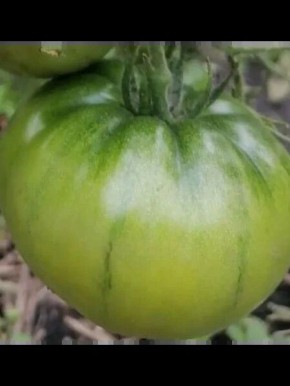 ����� ���� ������: ��� ������� ���� � ������������ ���� �������� �����������