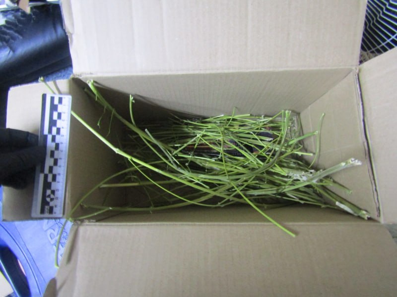 В Воркуте полицейские выявили наркопритон и изъяли из незаконного оборота марихуану и кусты конопли В Воркуте полицейские выявили наркопритон и изъяли из незаконного оборота марихуану и кусты конопли