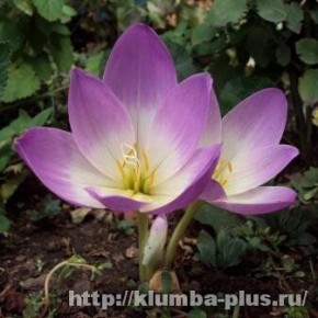 �������������: ������� ������ ������ ����