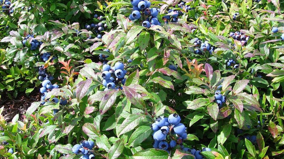 ��� ������� ���������� ��������: ������� � ������ ��� ���������