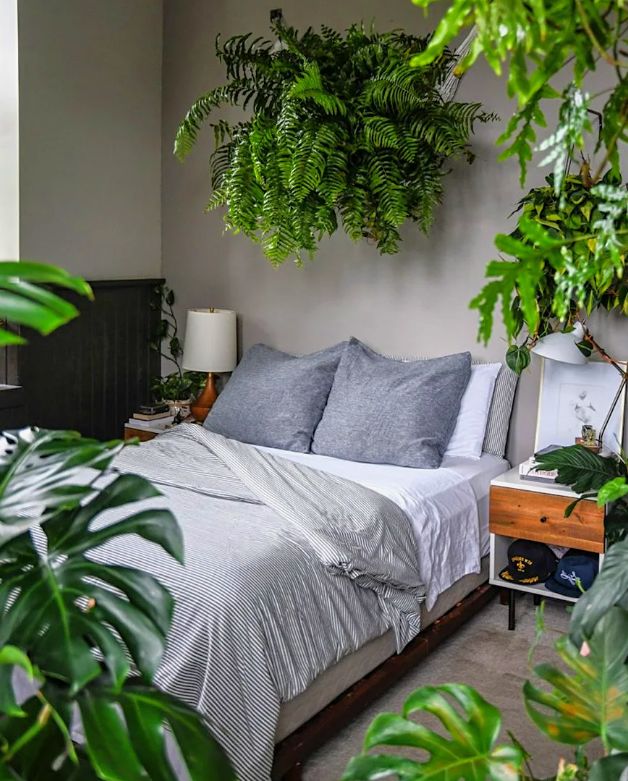 Сансевиерия или Спатифиллум: какие растения лучше выбрать для спальни?