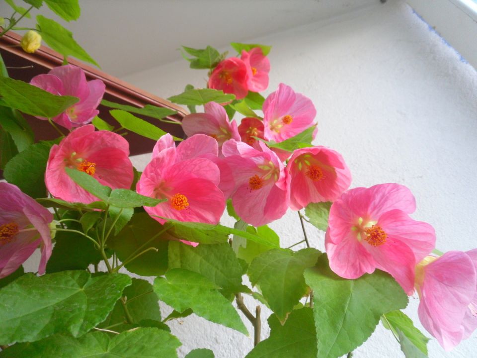 Гиганты среди садовых цветов