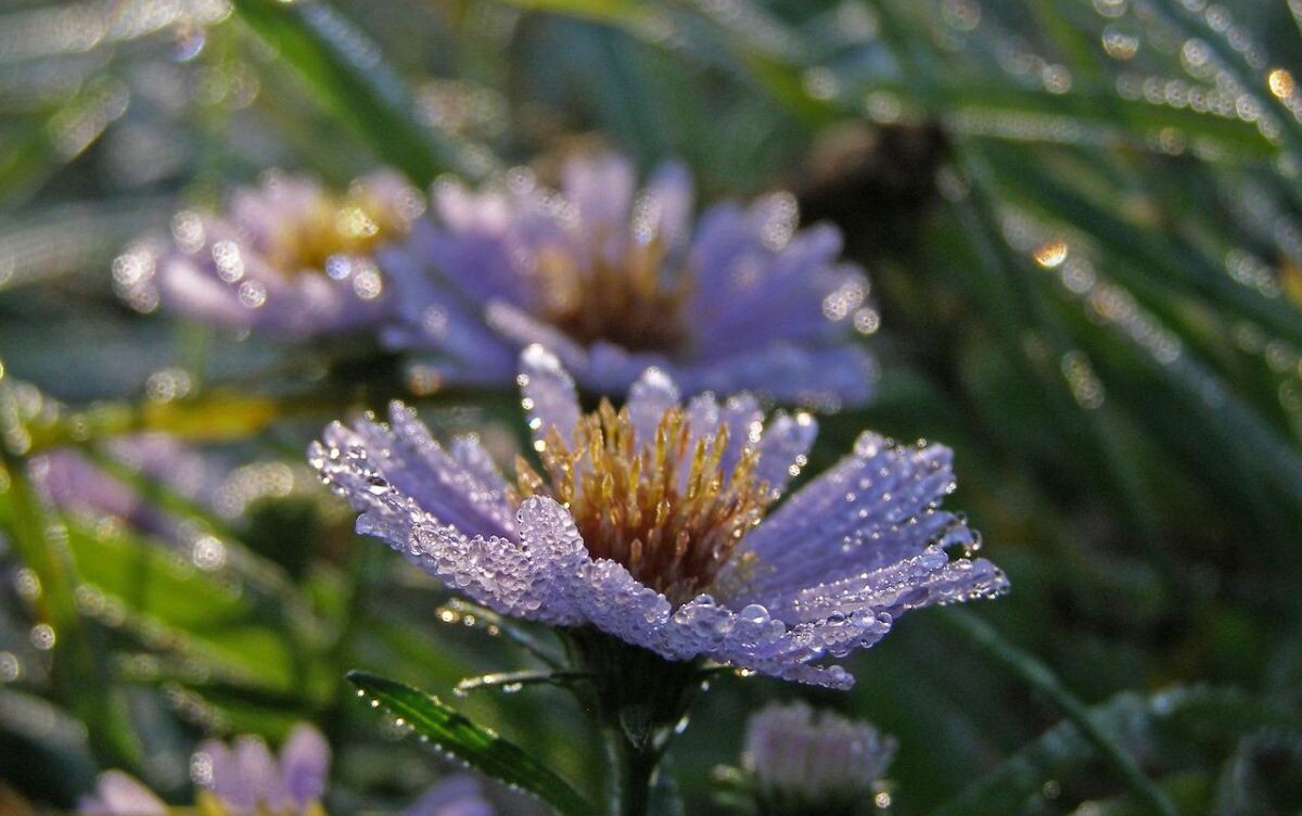 Грамотная защита растений в дождливое время: полезные советы для садоводов
