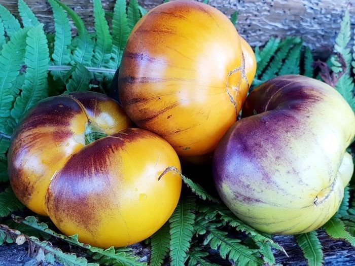 Томат пурпурный восход: как необычный цвет и насыщенный вкус завоевывают сердца садоводов