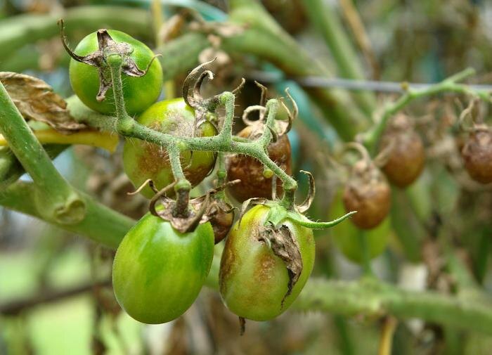 Фитофтороз томатов: как не потерять урожай