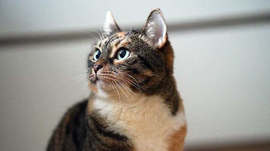 ����������� �������� ��������: ��� ������ �������� �������� � �����������