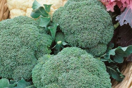 ��� ��������� �������� ���� ������: ������� ��������� ������