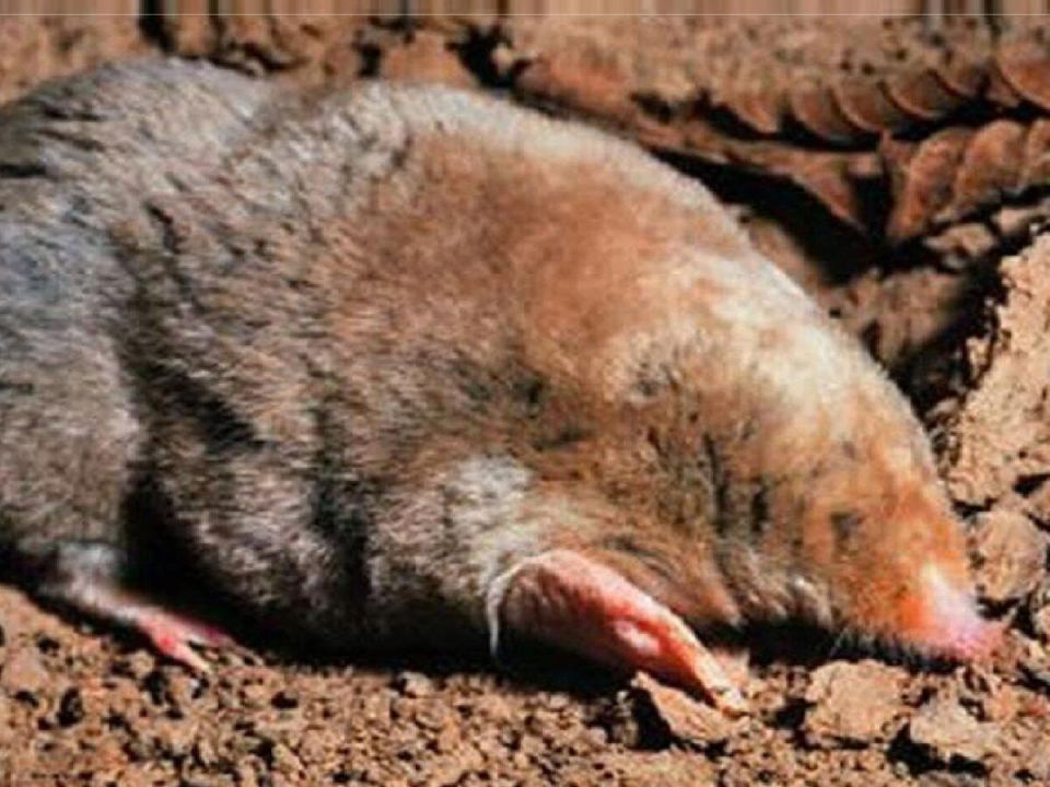 �������������� ������������ ������: ��������� ��� ���������