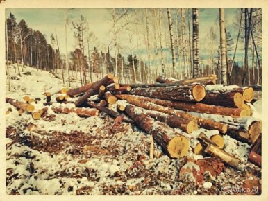 По материалам проверки прокуратуры Удорского района возбуждено уголовное дело о незаконной рубке леса