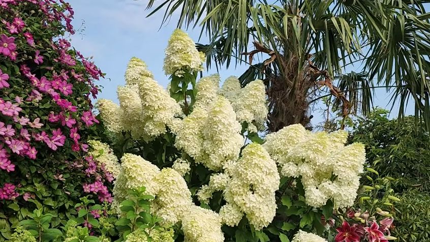 Как укрыть метельчатую гортензию: секреты успешной зимовки