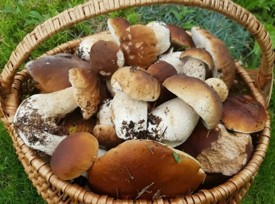 Червивые грибы: стоит ли рисковать и включать их в рацион?
